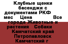 Клубные щенки басенджи с документами РКФ - 2,5 мес. › Цена ­ 20 000 - Все города Животные и растения » Собаки   . Камчатский край,Петропавловск-Камчатский г.